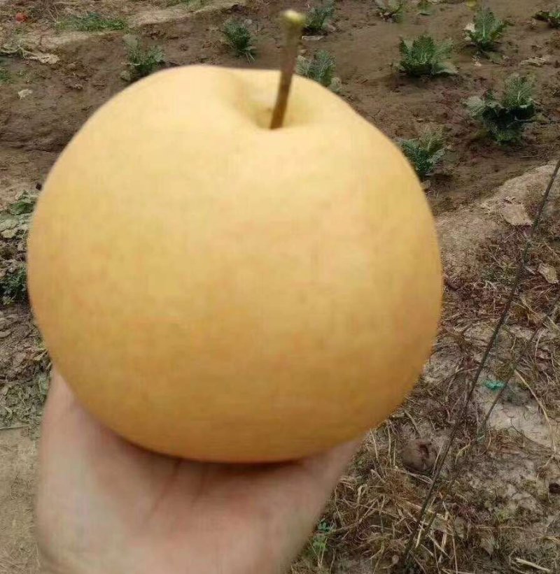风水梨