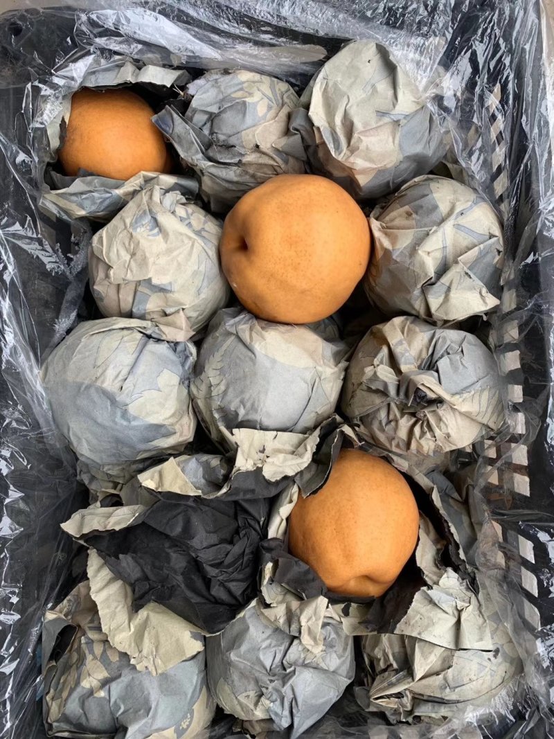 风水梨