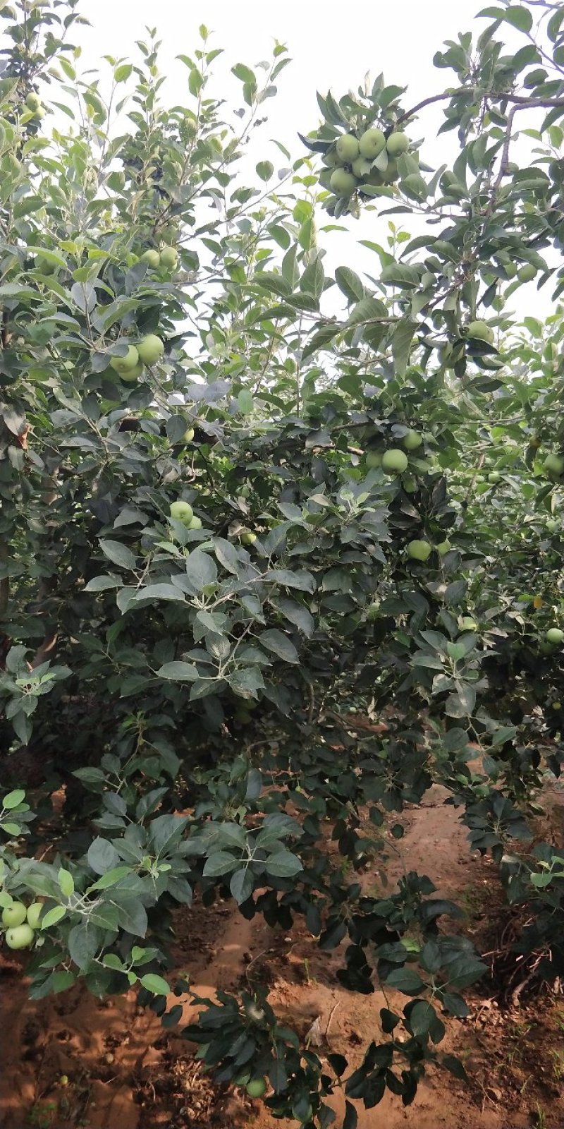 【精品】鲁丽，美8.信农红苹果产地直供支持线上保障交易