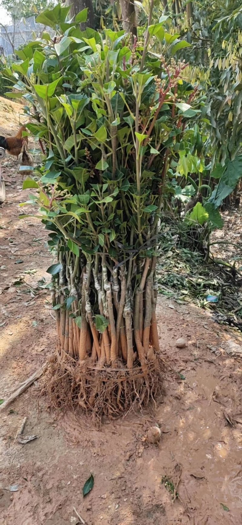 金煌芒果苗，大青芒，红贵妃芒