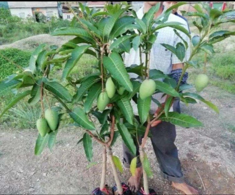 金煌芒果苗，大青芒，红贵妃芒