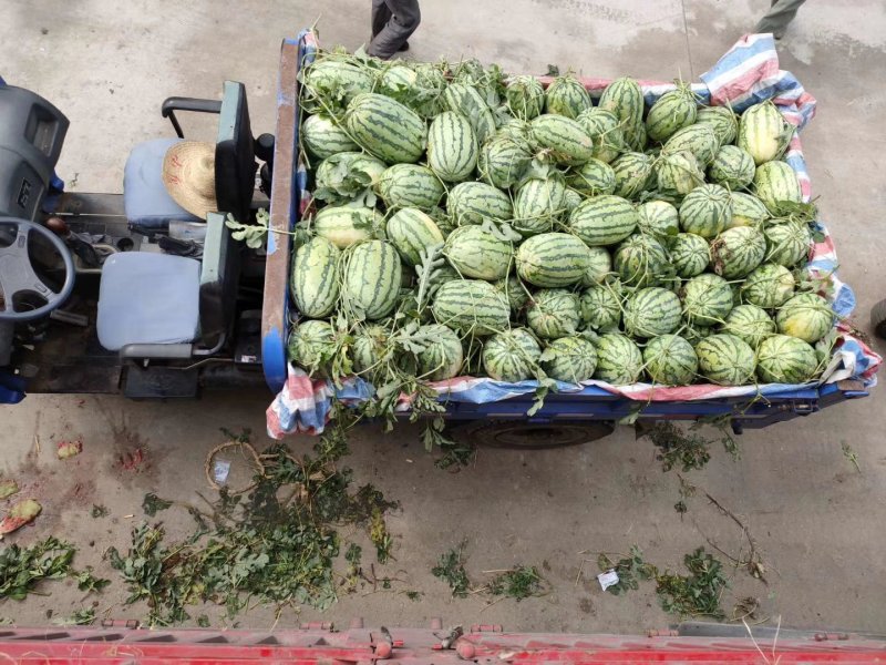 宁夏硒砂瓜，金花，金城，露天头茬瓜，产地直销，可视频看货。