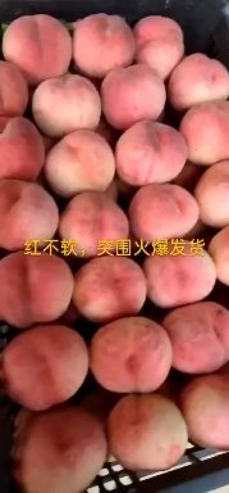 北京八号，十四号。火爆热销中，质量保证，产地找货诚信第一