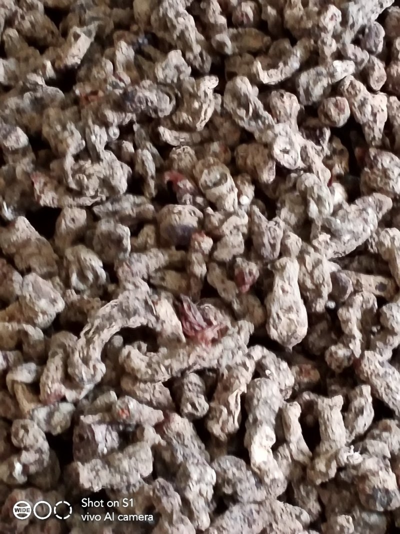 云南雪里见，个头大，含量高有需要的老板请多关照。