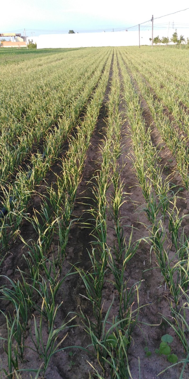 开原紫皮独头蒜，辽宁名牌土特产