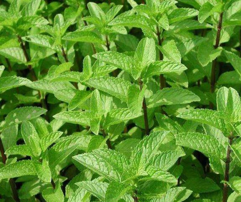 薄荷