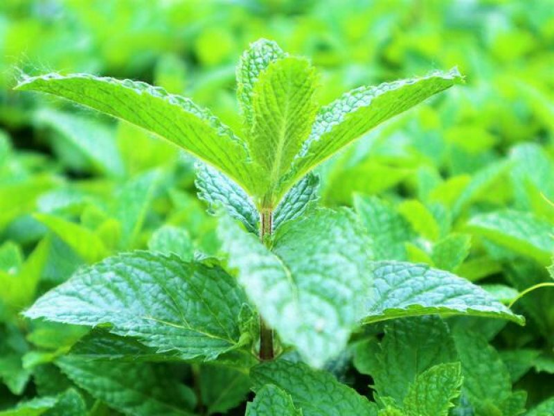 薄荷