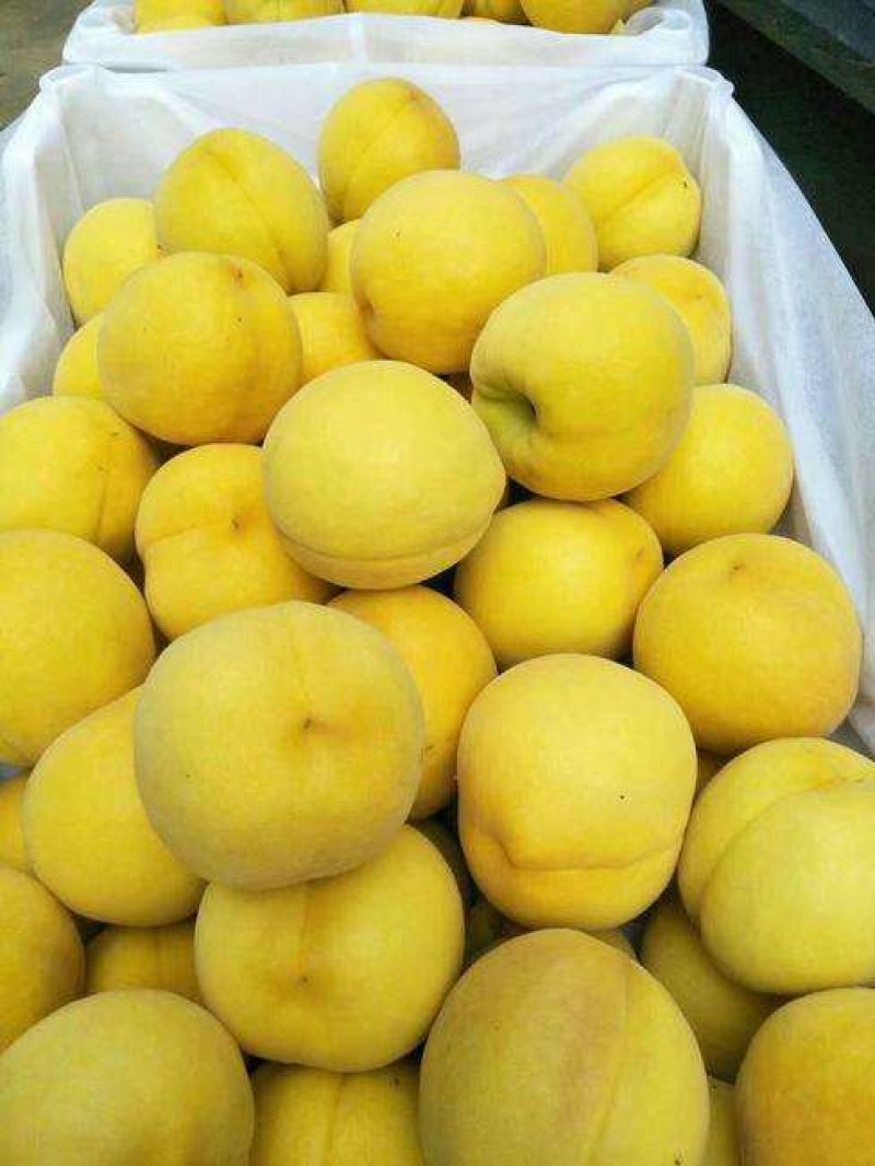 【劳动最光荣】黄金蜜4号9月份成熟的黄桃品种黄金蜜1号