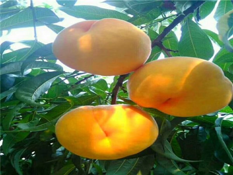 【劳动最光荣】黄金蜜4号9月份成熟的黄桃品种黄金蜜1号