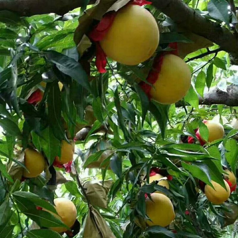 【劳动最光荣】黄金蜜4号9月份成熟的黄桃品种黄金蜜1号
