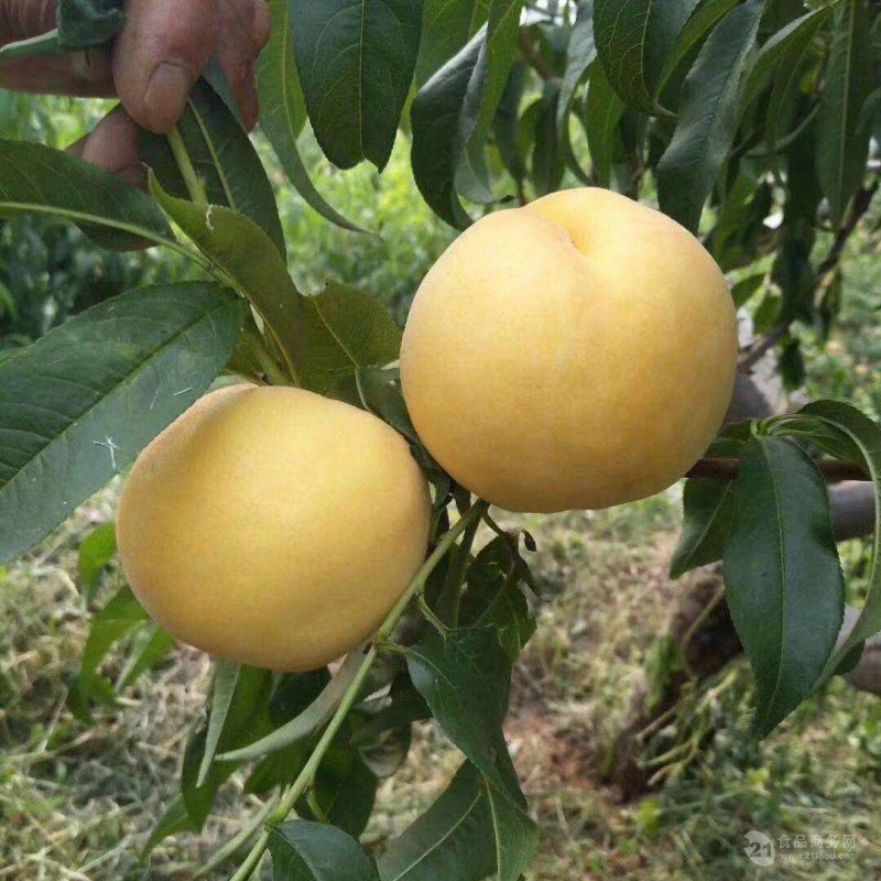 【劳动最光荣】黄金蜜4号9月份成熟的黄桃品种黄金蜜1号
