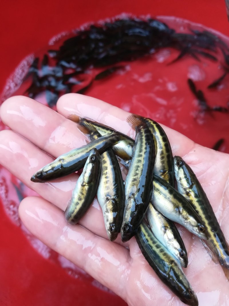 4一6cm黑鱼苗
