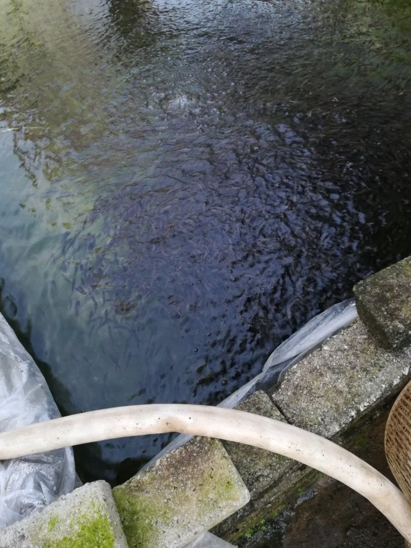 4一6cm黑鱼苗