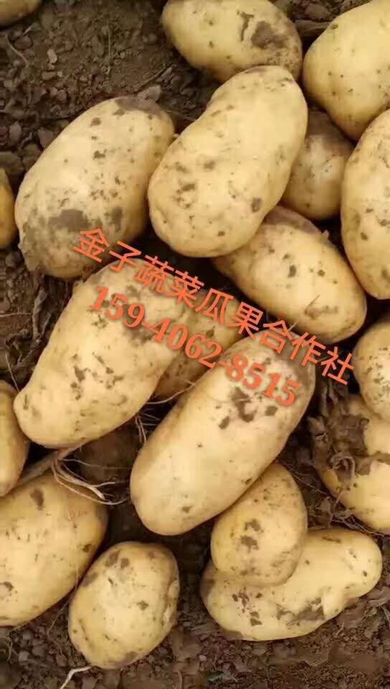 荷兰十五土豆精品2两以上