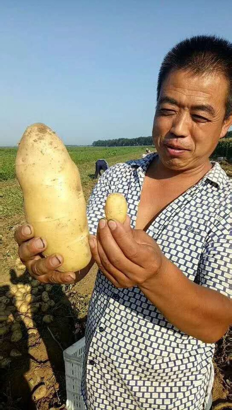 荷兰十五土豆精品2两以上