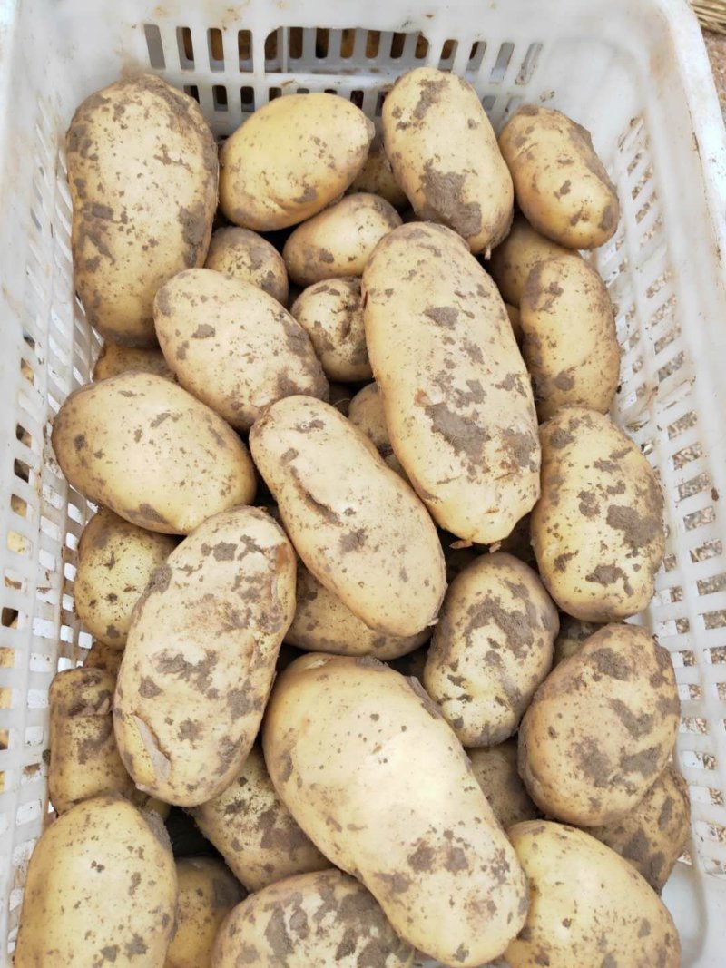 荷兰十五土豆精品2两以上