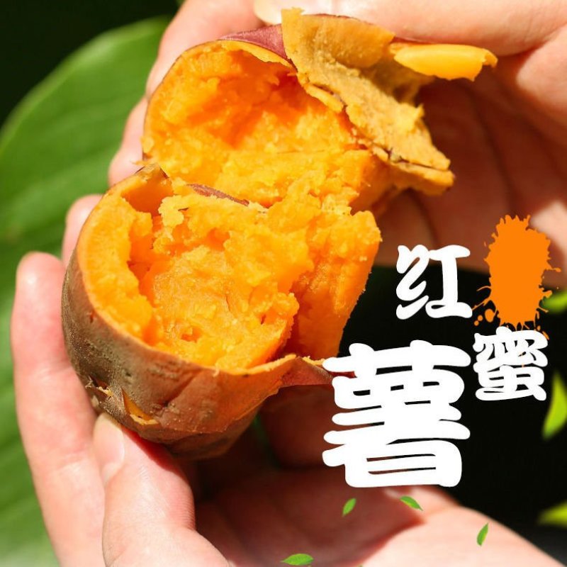 新鲜红薯，现挖现卖！香甜可口！包邮到家！另出售红薯种