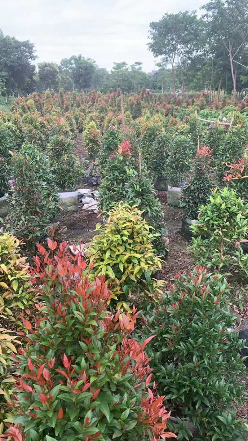 鸿运当头、红车大量现货供应，价格美丽，货源充足