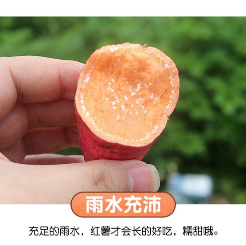 新鲜红薯，现挖现卖！香甜可口！包邮到家！另出售红薯种