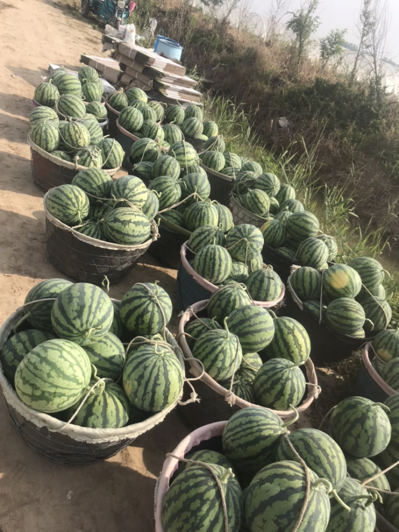 西瓜/8424西瓜江苏8424西瓜/美都西瓜/