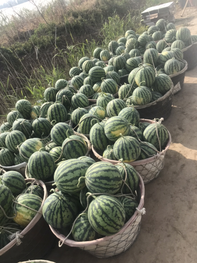 西瓜/8424西瓜江苏8424西瓜/美都西瓜/