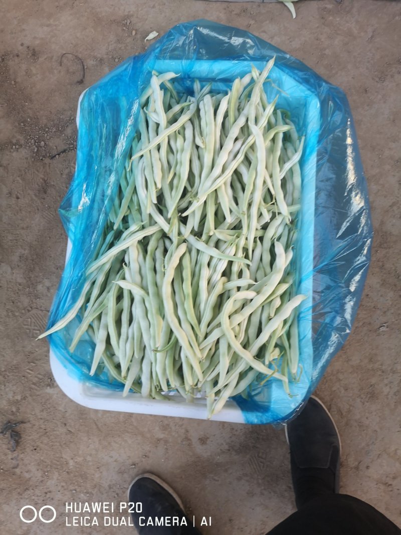白不老