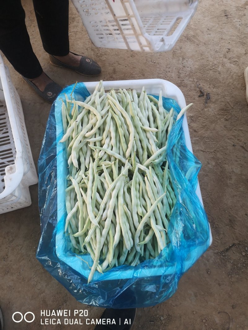 白不老