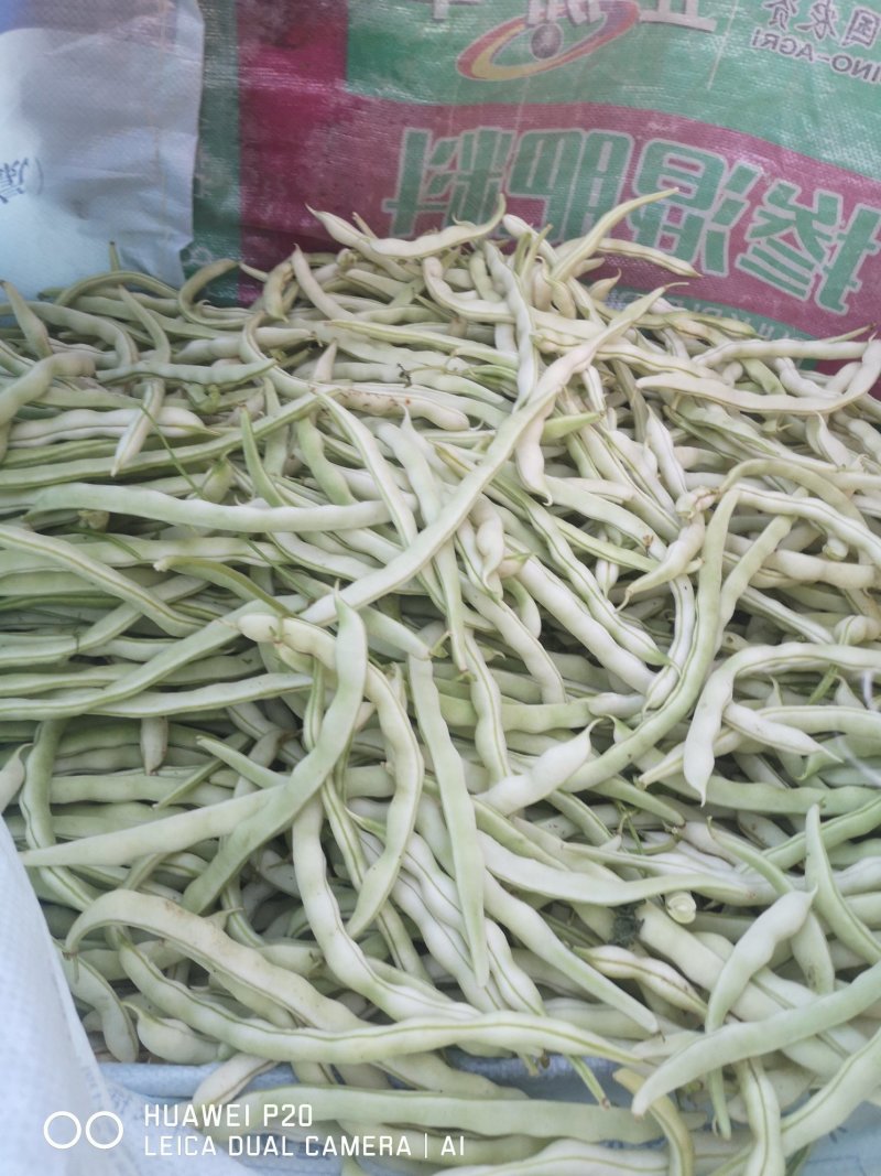 白不老