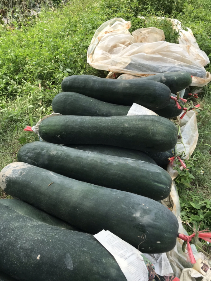 广西冬瓜黑皮吊冬瓜精品吊冬瓜产地现发可视频看货