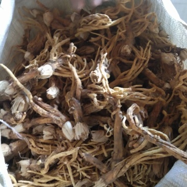秦艽家种不同规格不同质量
