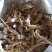 秦艽家种不同规格不同质量
