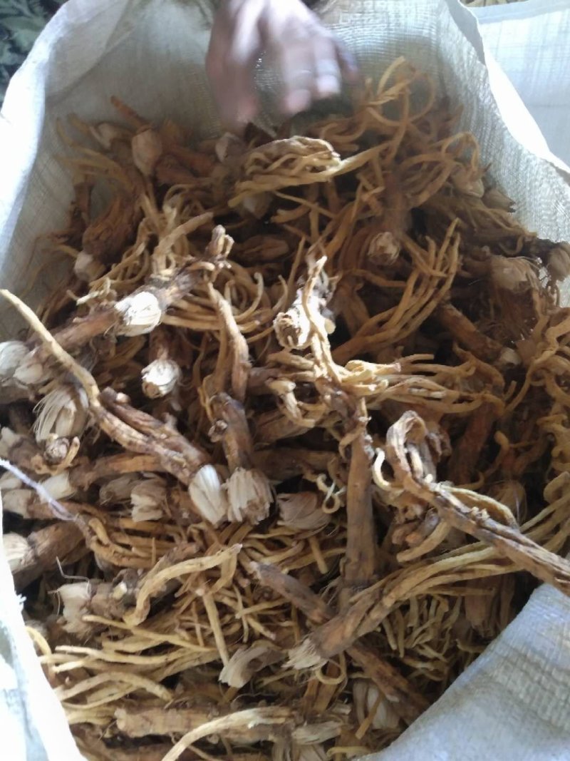 秦艽家种不同规格不同质量