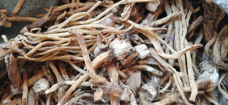 秦艽家种不同规格不同质量