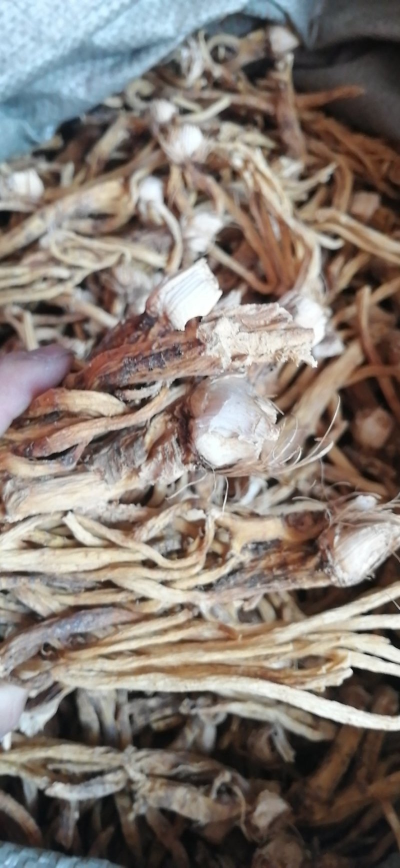 秦艽家种不同规格不同质量