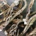 秦艽家种不同规格不同质量