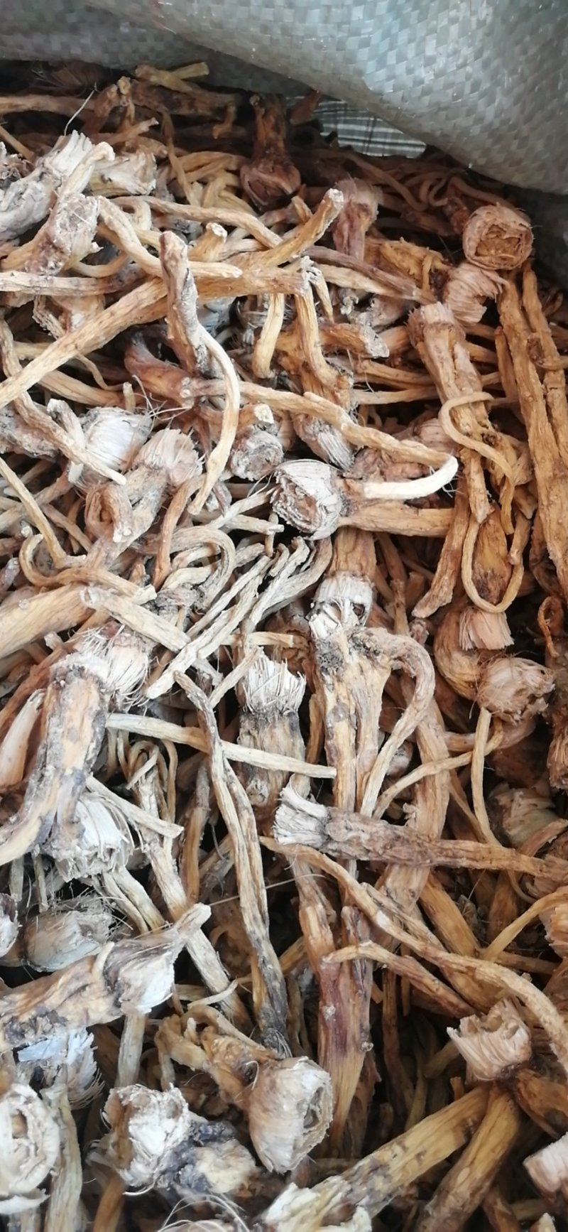 秦艽家种不同规格不同质量