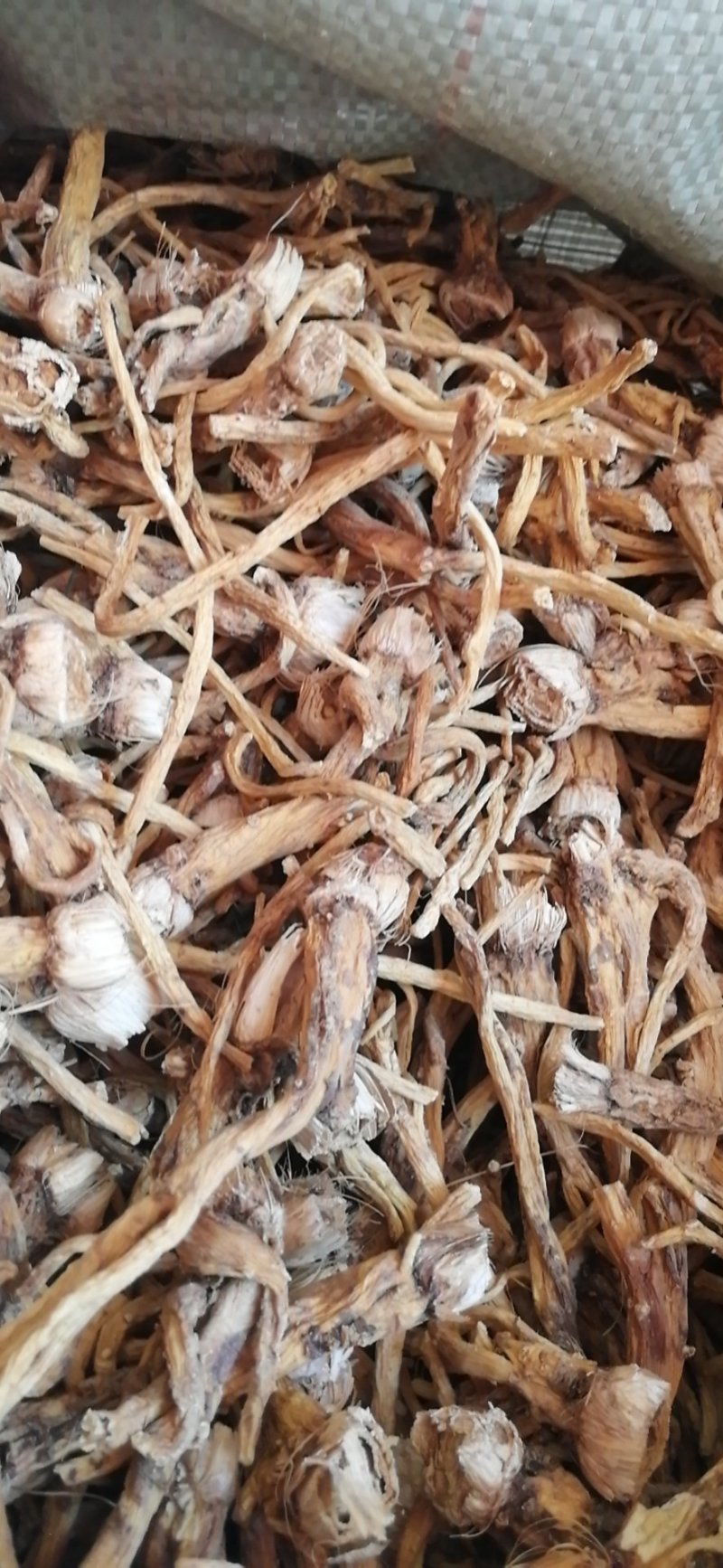 秦艽家种不同规格不同质量