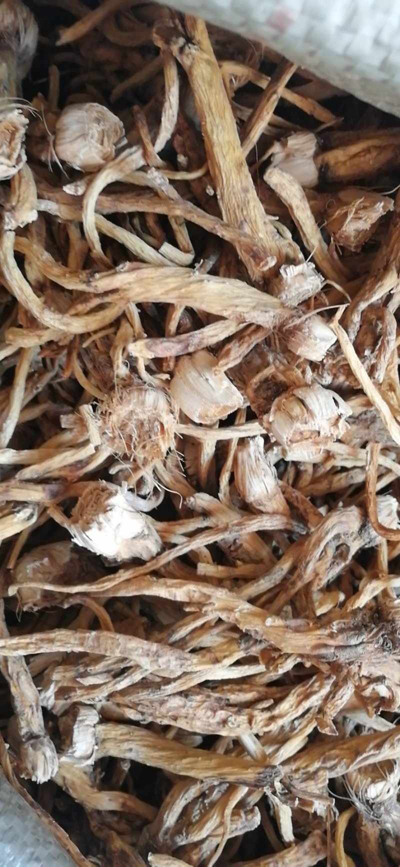 秦艽家种不同规格不同质量