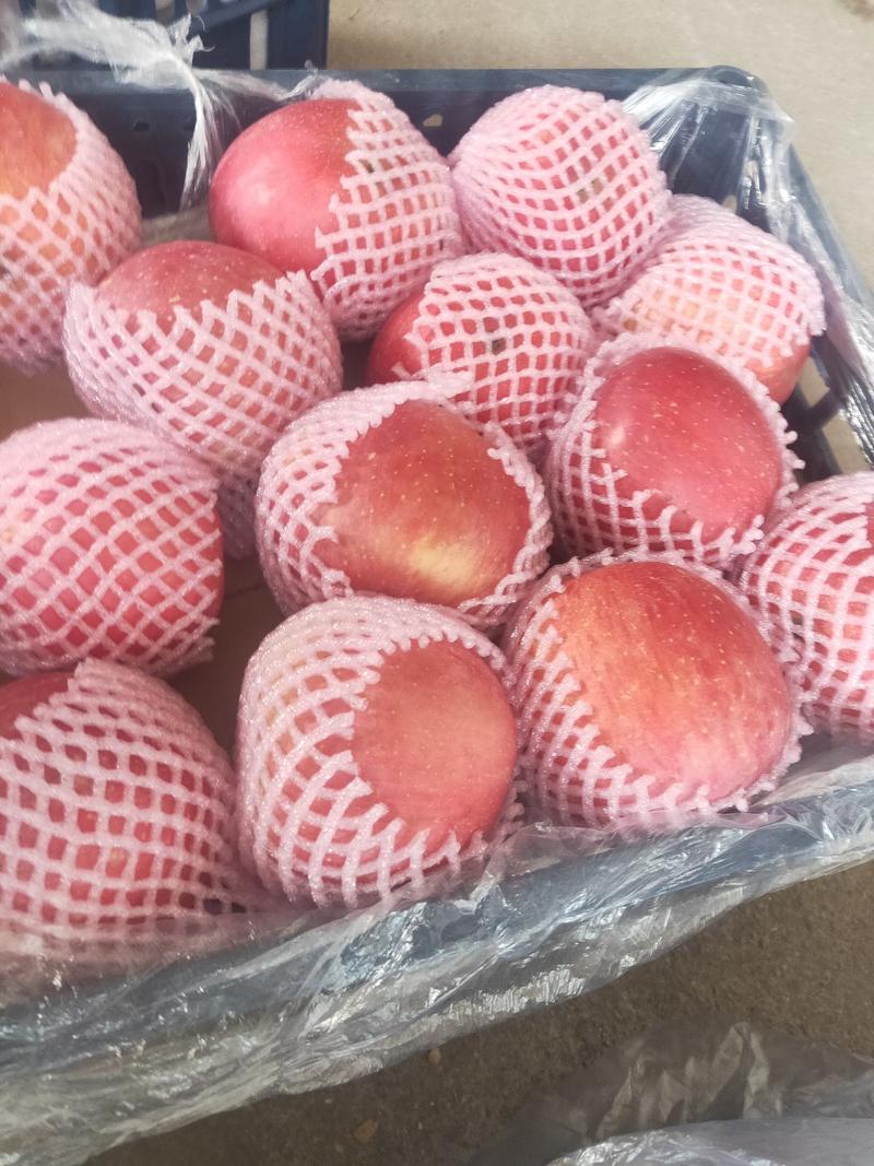 乔纳金苹果辽宁产地直供一手货源品质保证个地发货