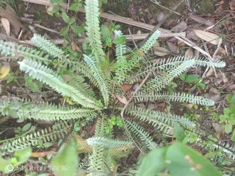 鹿茸草鹿茸草