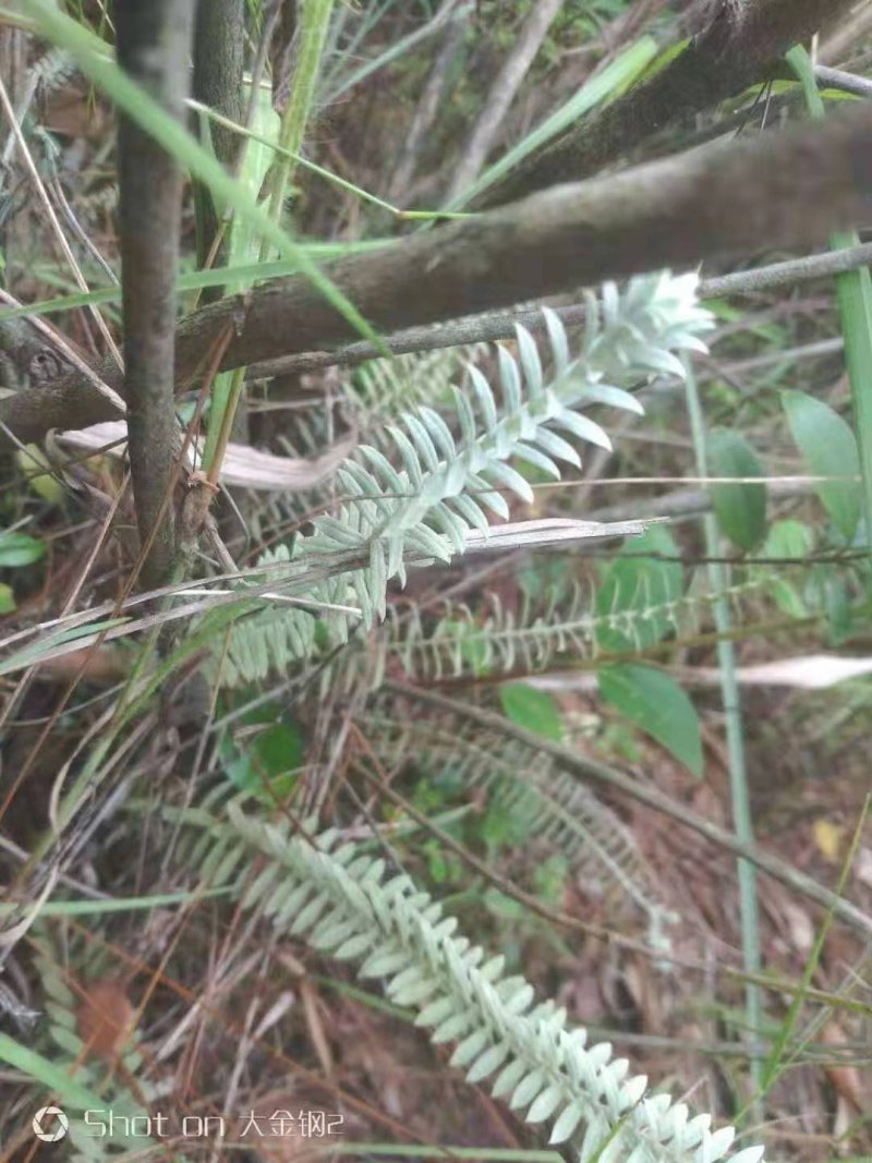 鹿茸草鹿茸草