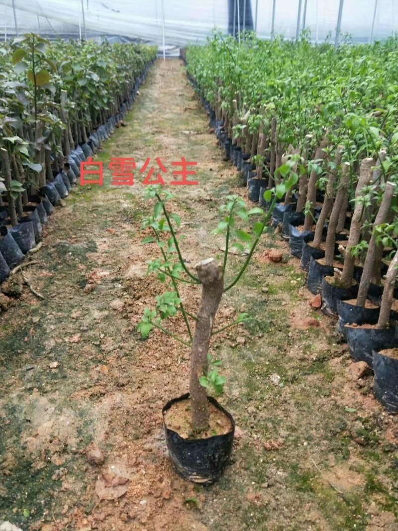 三角梅苗基地自销各种品种小袋苗大量供应