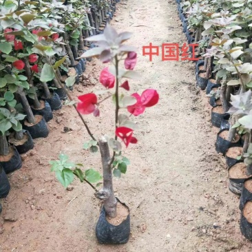 三角梅苗基地自销各种品种小袋苗大量供应