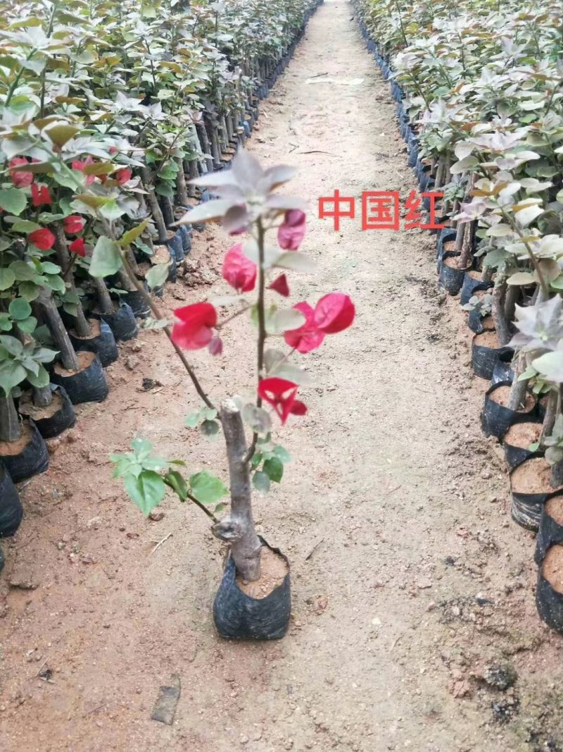 三角梅苗基地自销各种品种小袋苗大量供应