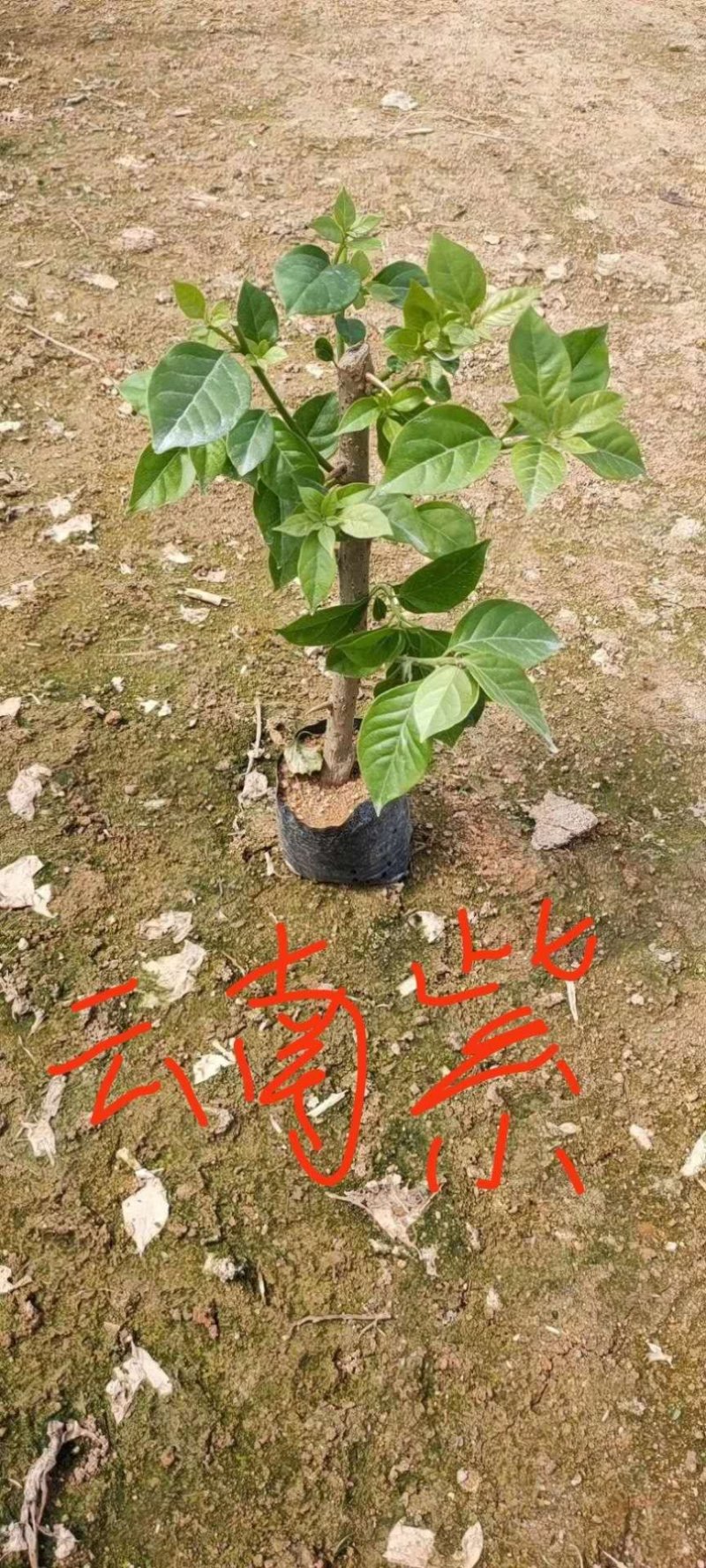 三角梅苗基地自销各种品种小袋苗大量供应