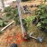 三角梅苗基地自销各种品种小袋苗大量供应