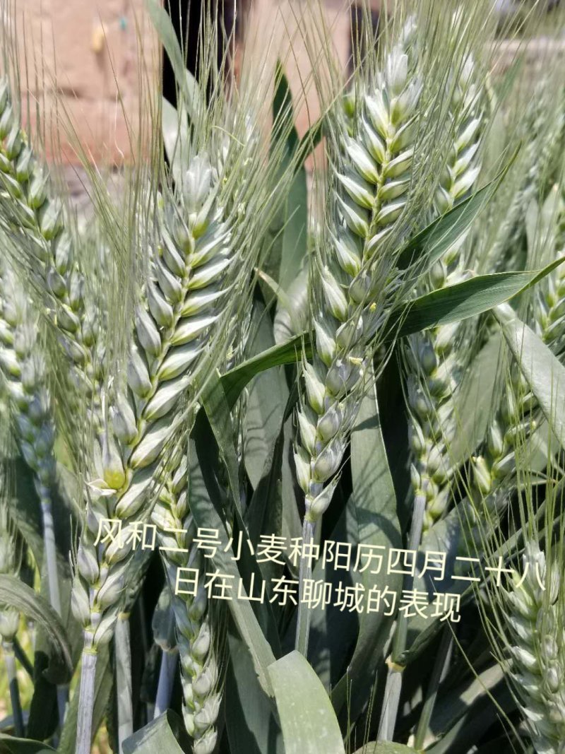 二号高抗倒伏千粒重63克，株高58公分可亩产1600斤
