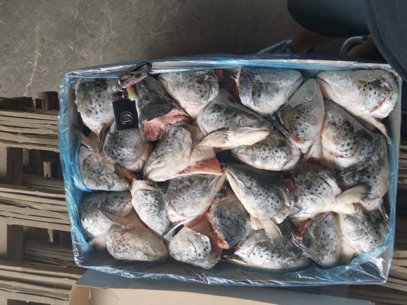 三文鱼头400/500克三文鱼头
