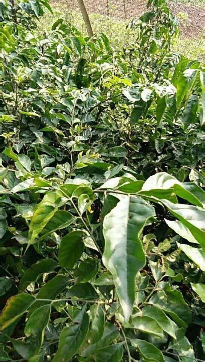 黄皮果，鸡心黄皮，无核黄皮肉多，汁甜，酸甜可口