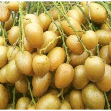 黄皮果，鸡心黄皮，无核黄皮肉多，汁甜，酸甜可口